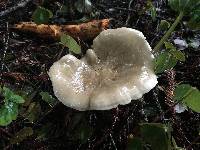 Clitocybe nebularis image