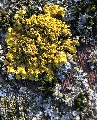 Xanthoria ulophyllodes image