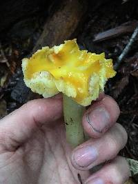 Hygrocybe chlorophana image