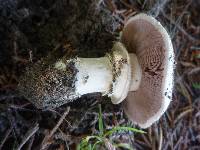 Agaricus bitorquis image