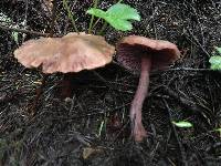 Laccaria amethysteo-occidentalis image