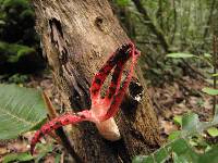 Clathrus archeri image