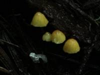 Mycena oregonensis image