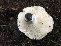 Russula brevipes image