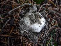 Agaricus bitorquis image