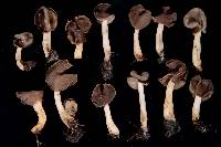 Helvella compressa image