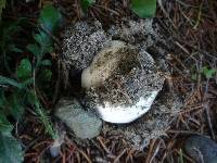 Agaricus bitorquis image