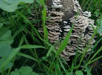 Schizophyllum commune image