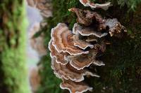 Trametes versicolor image