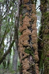 Trametes versicolor image