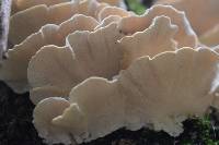 Trametes versicolor image