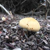 Psathyrella candolleana image