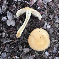 Psathyrella candolleana image