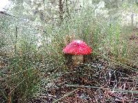 Amanita muscaria image