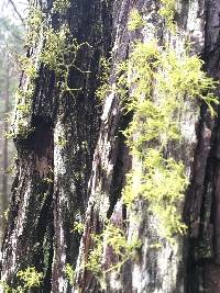 Letharia vulpina image