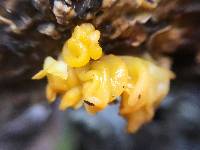 Tremella aurantia image