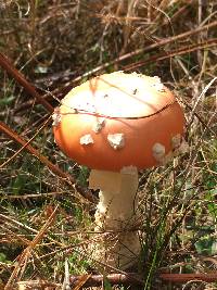 Amanita muscaria image