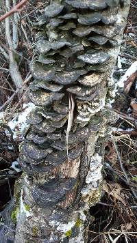 Trametes versicolor image