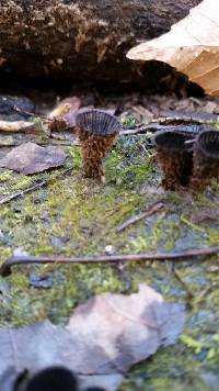 Cyathus striatus image