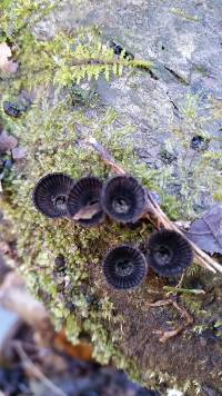 Cyathus striatus image