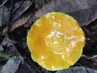 Hygrocybe chlorophana image