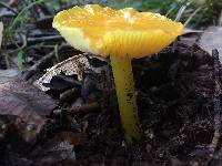 Hygrocybe chlorophana image