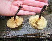 Flammulina velutipes image