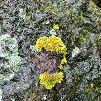 Xanthoria parietina var. parietina image