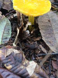 Hygrocybe chlorophana image