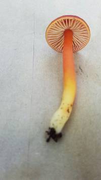 Hygrocybe coccinea image