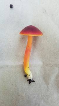 Hygrocybe coccinea image