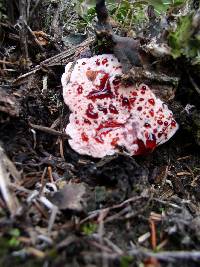 Hydnellum peckii image