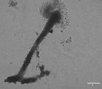 Polycephalomyces tomentosus image