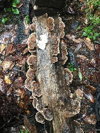 Trametes versicolor image