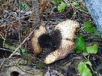 Polyporus squamosus image