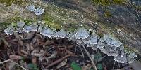 Trametes versicolor image