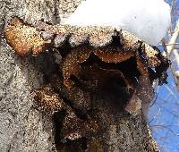 Polyporus squamosus image