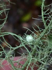 Usnea intermedia image