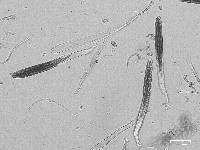 Trichoglossum hirsutum image