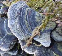 Trametes versicolor image