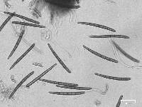 Trichoglossum hirsutum image