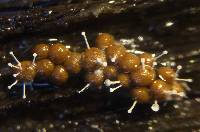 Image of Polycephalomyces tomentosus
