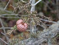 Gymnosporangium juniperi-virginianae image