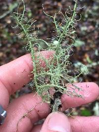 Usnea intermedia image