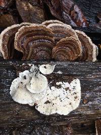 Trametes versicolor image