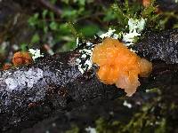 Tremella aurantia image