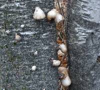 Fomitopsis betulina image