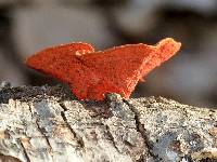 Pycnoporus coccineus image