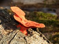 Pycnoporus coccineus image