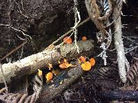 Favolaschia calocera image